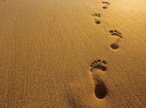 हम चलते रहे 