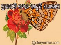 ପ୍ରଜାପତି ତମର କାନ୍ଦୁଛି ଗୋଲାପ ।