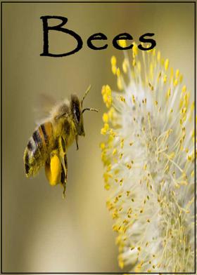 Bees