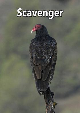 Scavenger