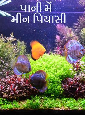 પાની મેં મીન પિયાસી