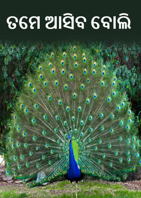 ତମେ ଆସିବ ବୋଲି