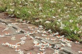 कहां-कहां हरसिंगार रोप गए हो मास्टर साहब