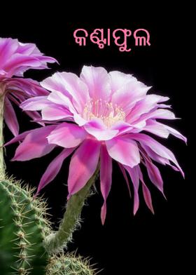 କଣ୍ଟାଫୁଲ