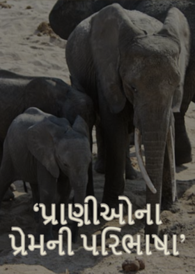 'પ્રાણીઓના પ્રેમની પરિભાષા'