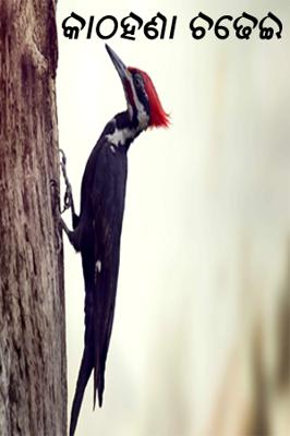 କାଠହଣା ଚଡେଇ