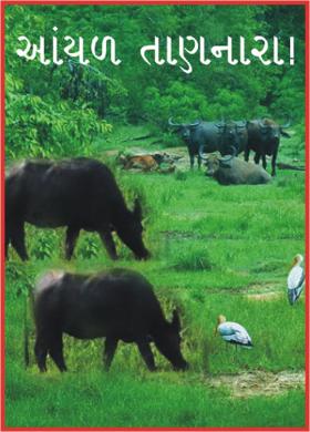 અાંચળ તાણનારા !