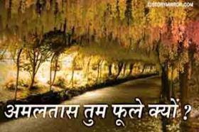 अमलतास तुम फूले क्यों ?