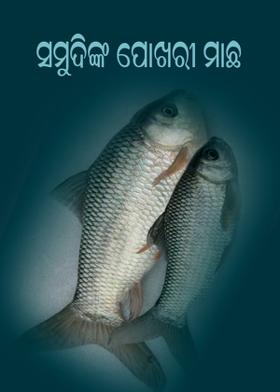 ସମୁଦିଙ୍କ ପୋଖରୀ ମାଛ