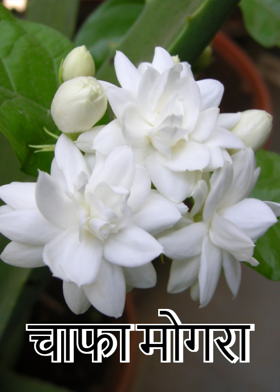 चाफा मोगरा