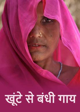 खूंटे से बंधी गाय