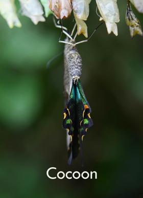 Cocoon