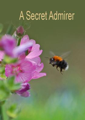 A Secret Admirer