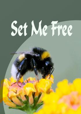 Set Me Free