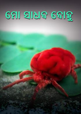 ମୋ ସାଧବ ବୋହୁ