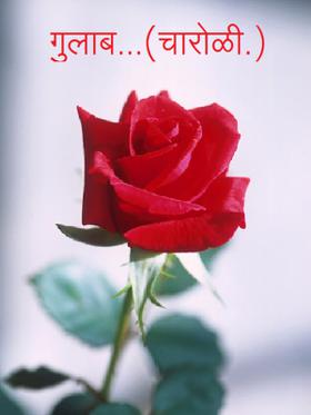गुलाब...( चारोळी.)
