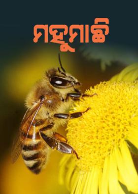 ମହୁମାଛି