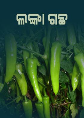 ଲଙ୍କା ଗଛ