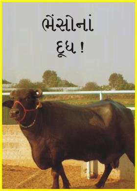 ભેંસોનાં દૂધ!