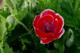 That Smoky Eyed Girl