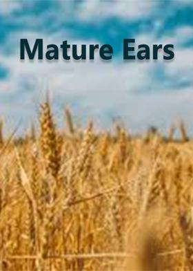 Mature Ears