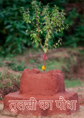 तुलसी का पौधा