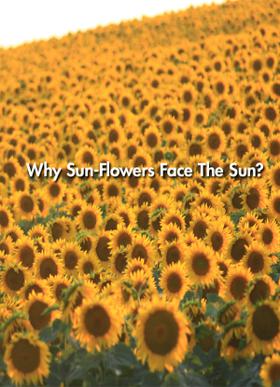 Why Sun-Flowers Face The Sun?