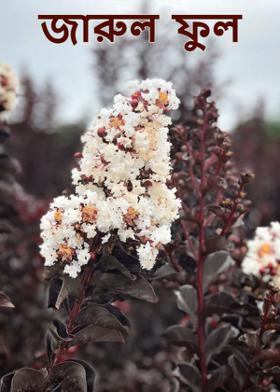 জারুল ফুল
