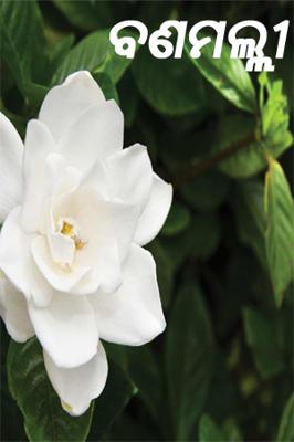 ବଣମଲ୍ଲୀ