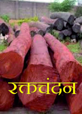 रक्तचंदन