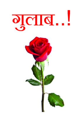 गुलाब..!