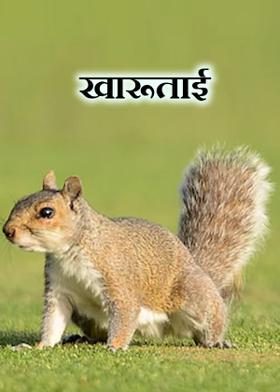 खारूताई