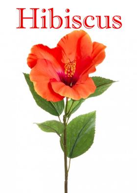Hibiscus