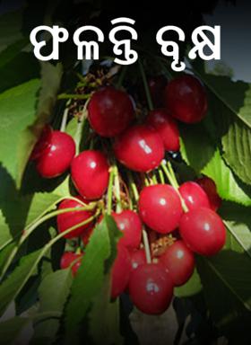 ଫଳନ୍ତି ବୃକ୍ଷ