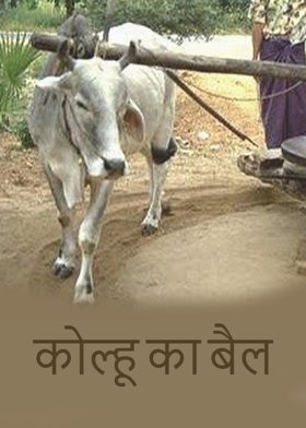 कोल्हू का बैल