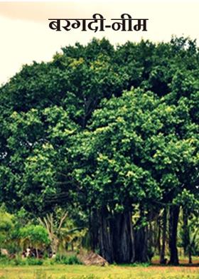 बरगदी-नीम