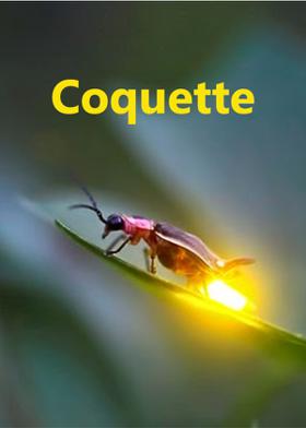 Coquette
