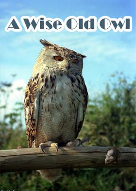 A Wise Old Owl