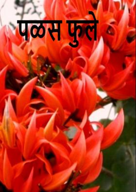 पळस फुले