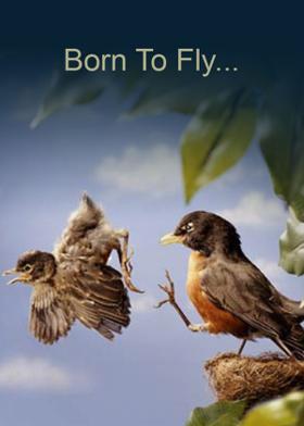 Born To Fly...