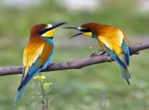 प्यारे हैं बस सारे सारे