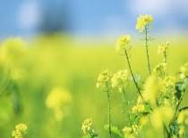 "फिर आऐगा वसन्त"