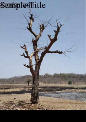 स्वप्नांचा वसंत
