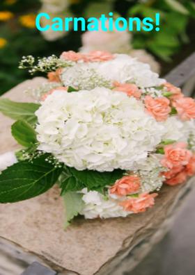 Carnations!