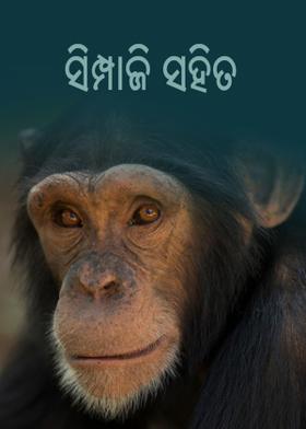 ସିମ୍ପାଂଜି ସହିତ