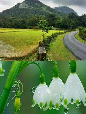 ~ ବରଷା ରାଣୀ ~