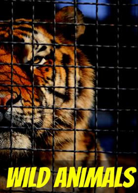 Wild Animals