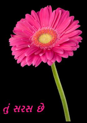 તું સરસ છે