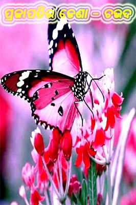 ପ୍ରଜାପତିର ଡେଣା-ଚଉଦ