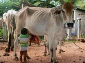 ଗୋ ରକ୍ଷକ ନା ତୁମେ ଗୋ ରାକ୍ଷସ ?